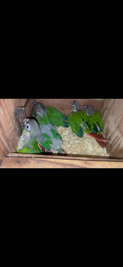 yellow sider chicks
