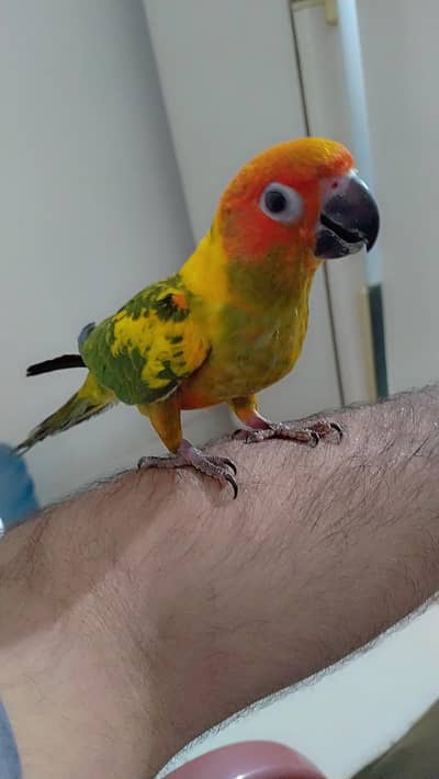 Fly train and Handtamed Sun Conure Jumbo size