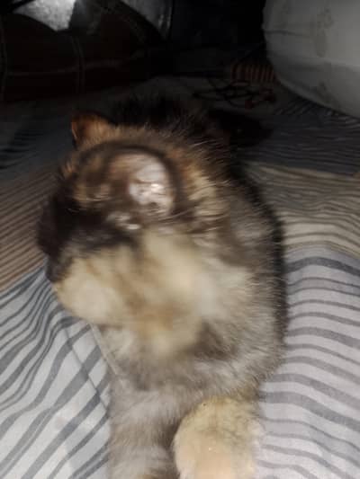 female  puch face  triple coat little taim home breed
