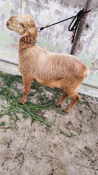 Bakra / Dumba / Bakre / Damba Khare Ka