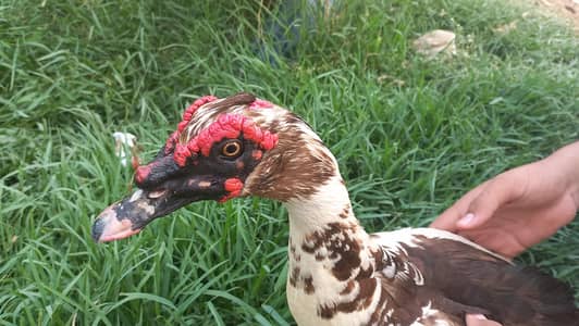 muscovy duck male
