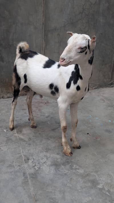 abluck/teddy/gulabi/male/kid/2027/sheep/goat/bakra/qurbani