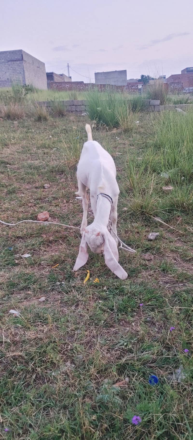 Bakra 0