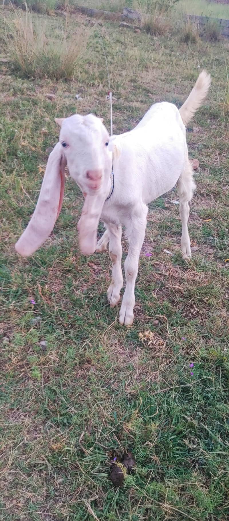 Bakra 1