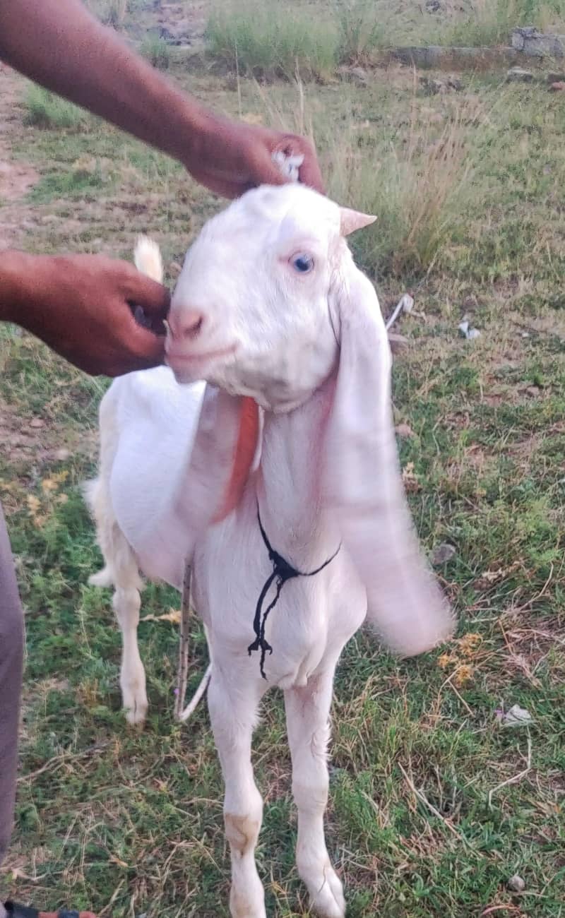 Bakra 2