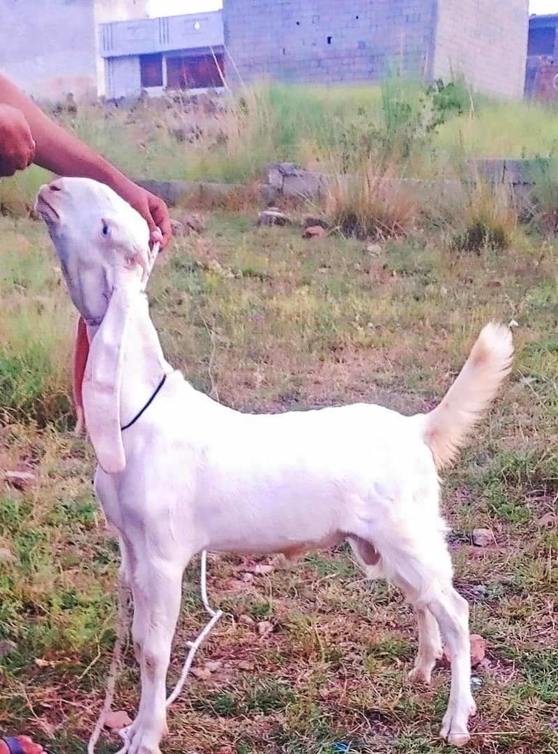 Bakra 3