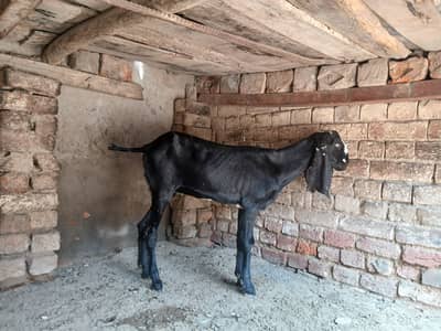 2 path for sale location lahore