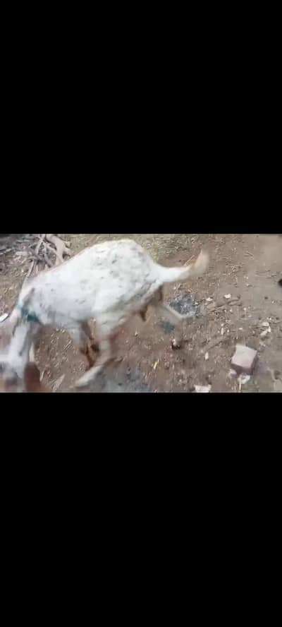 Makhi Cheeni Bakri
