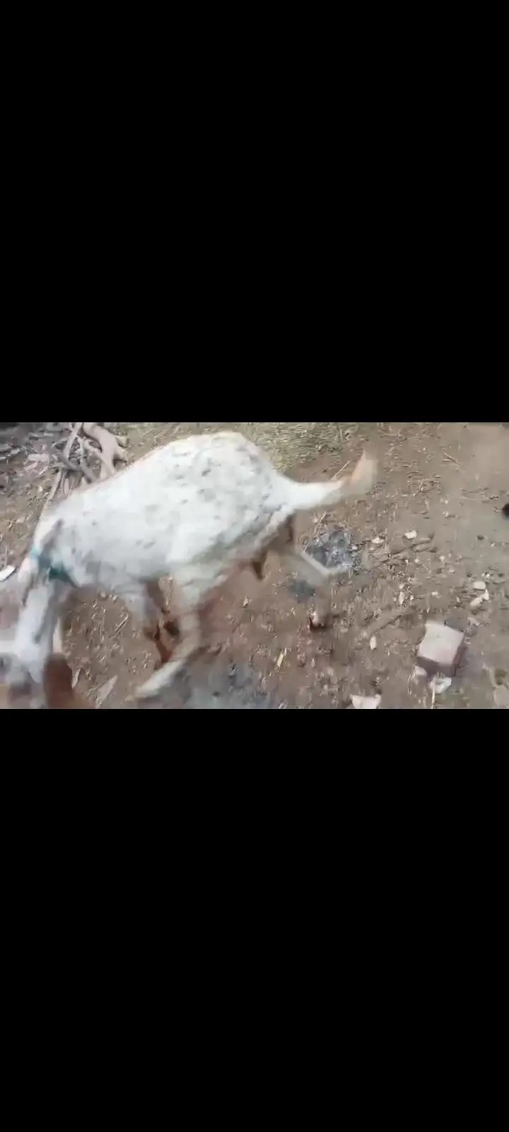 Makhi Cheeni Bakri