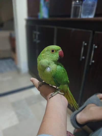 ringneck hand tame baby parrot