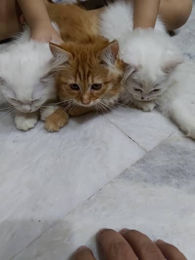 3 persian kitten