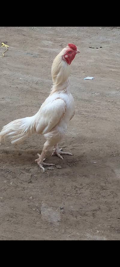 Heera Aseel breeder