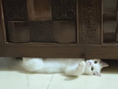 Persian triple coated kitten