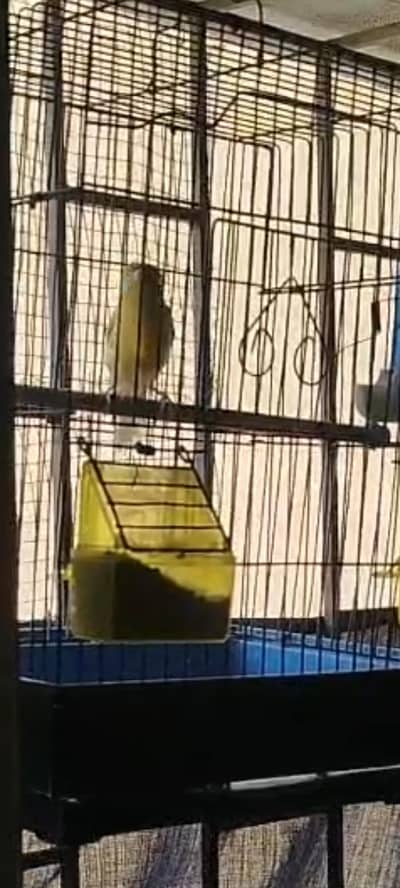 canary singing birds
