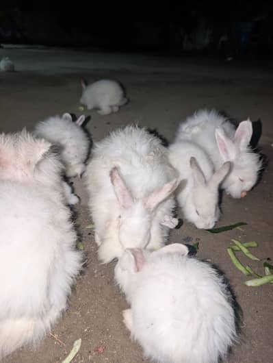 angora rabbit for sale