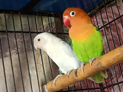 Love Birds