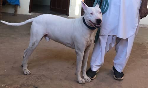 paper white bultar male