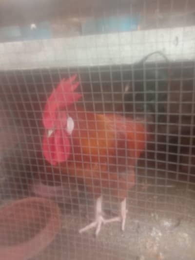 hens for sale
