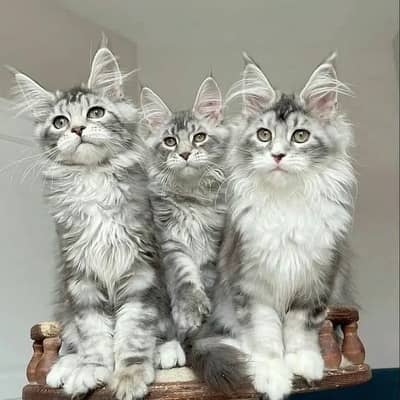 Maine coon kitten available for import contact me more info