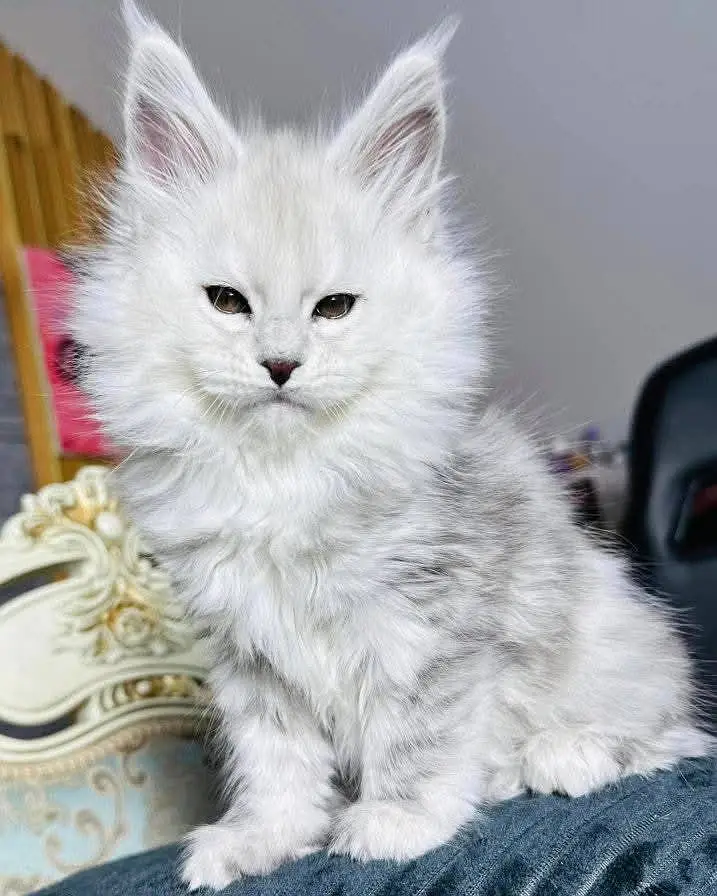 Maine coon kitten available for import contact me more info — photo 2