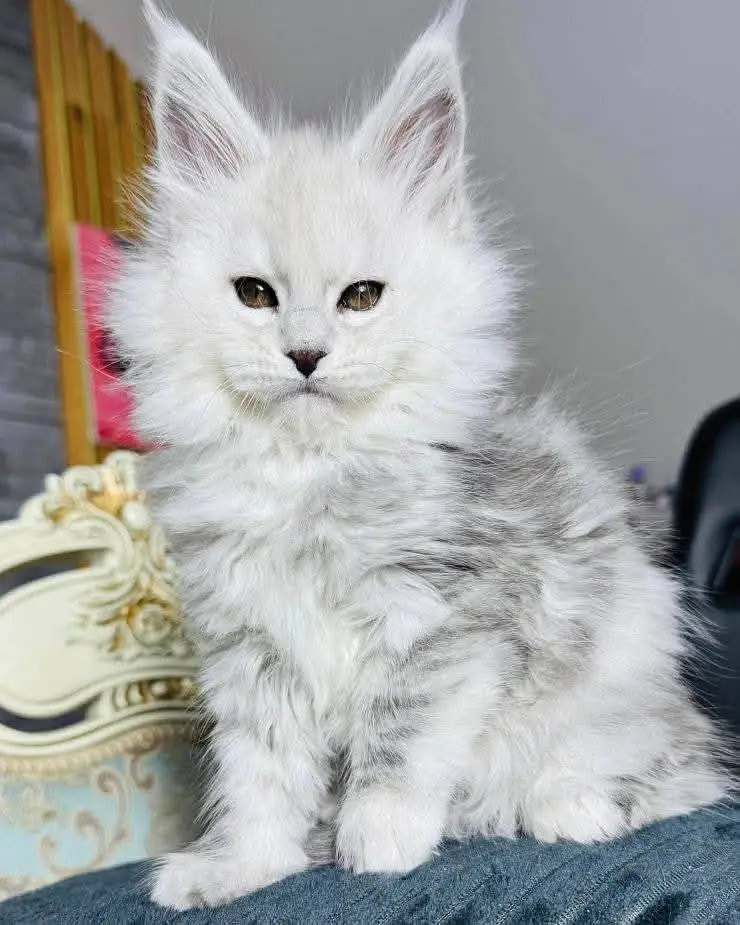 Maine coon kitten available for import contact me more info — photo 3