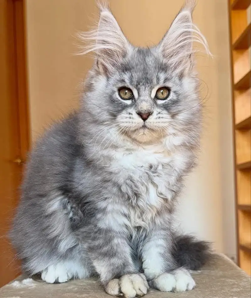 Maine coon kitten available for import contact me more info — photo 4