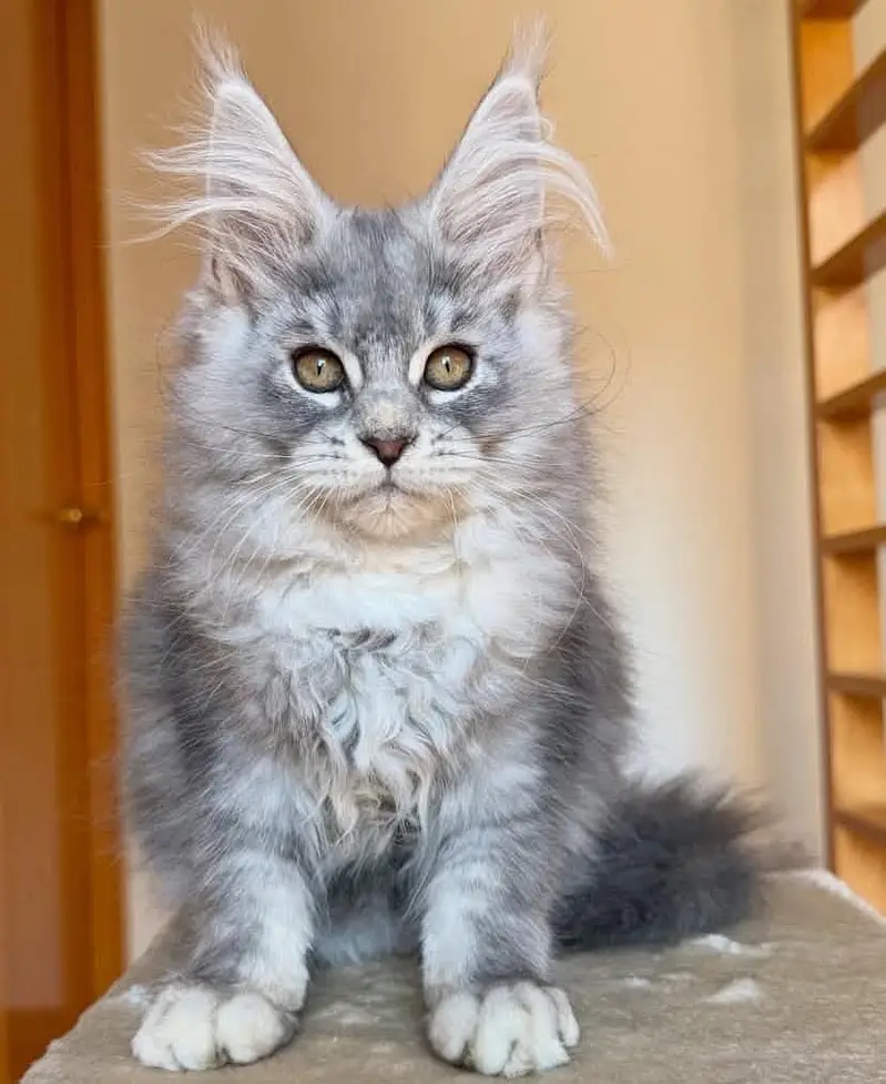 Maine coon kitten available for import contact me more info — photo 5