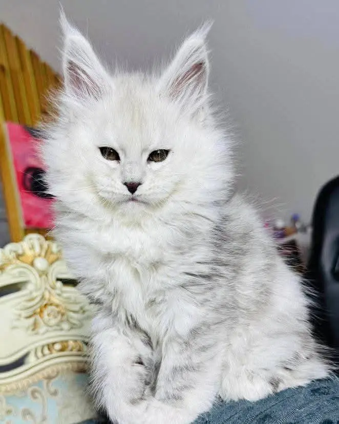 Maine coon kitten available for import contact me more info — photo 6