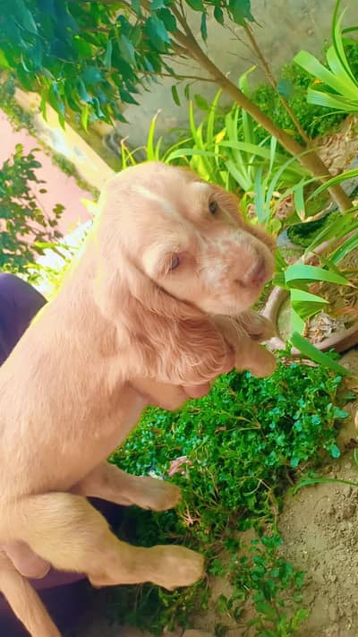 Cocker spaniel puppies