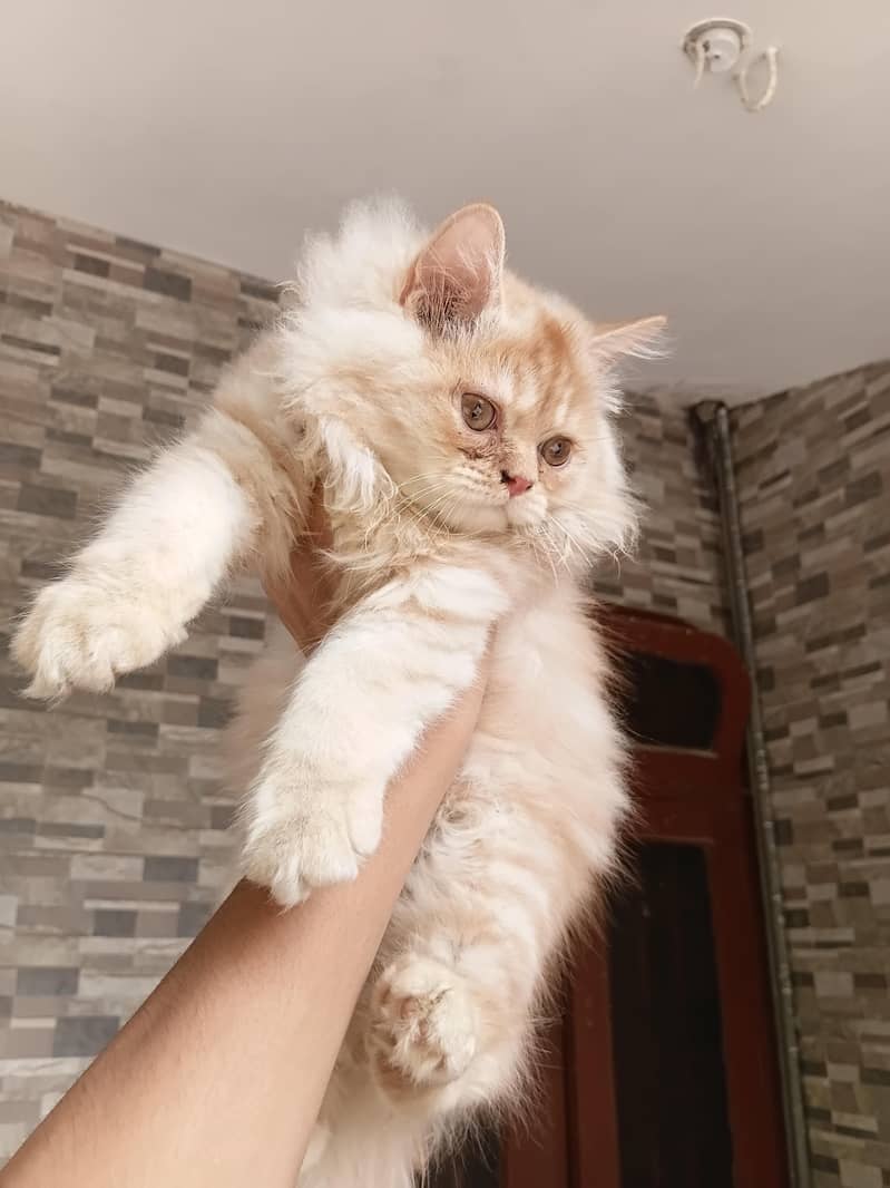 kitten 0