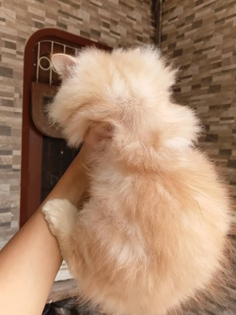 kitten 1