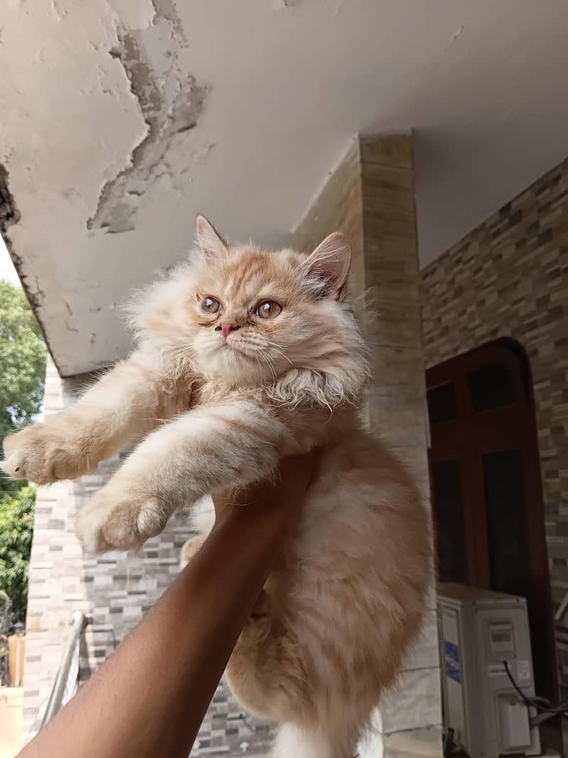 kitten 2