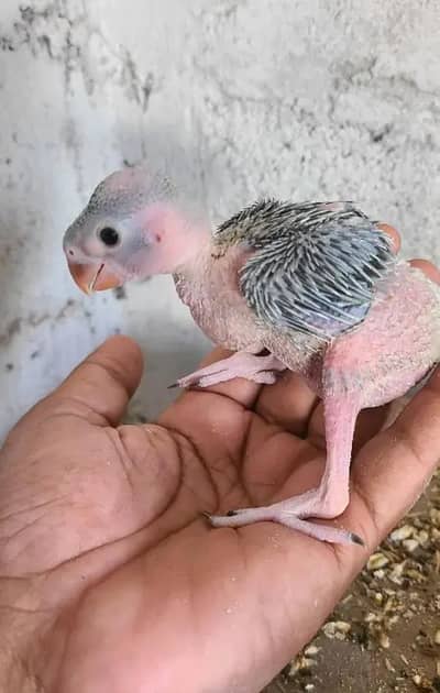 Green Ringneck Parrot Baby