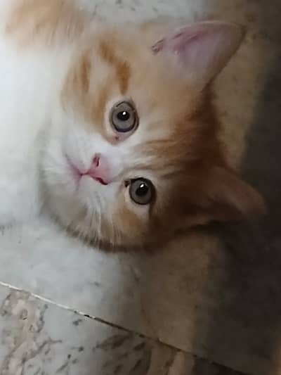 Kitten for sale