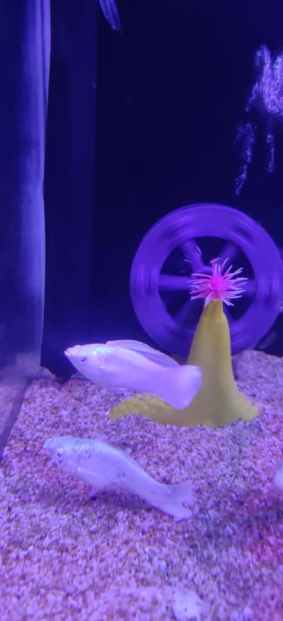 anghal gold fish koi molli high fen
