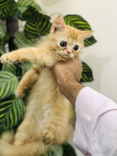 Persian punched face kitten