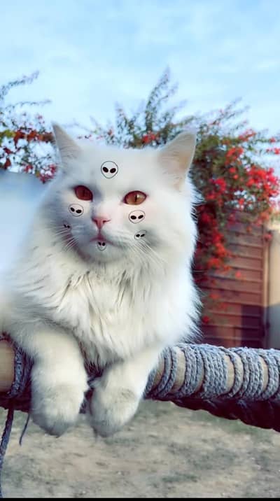 Persian Cat