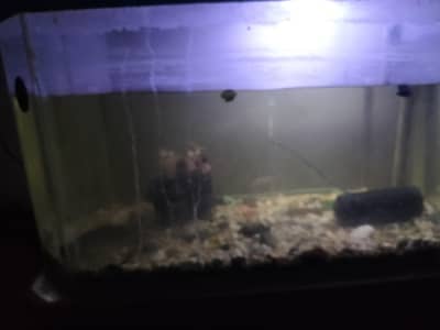 fish with aquarium