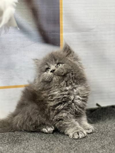 cash on delivery persion kitten cats