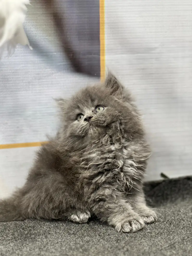 cash on delivery persion kitten cats