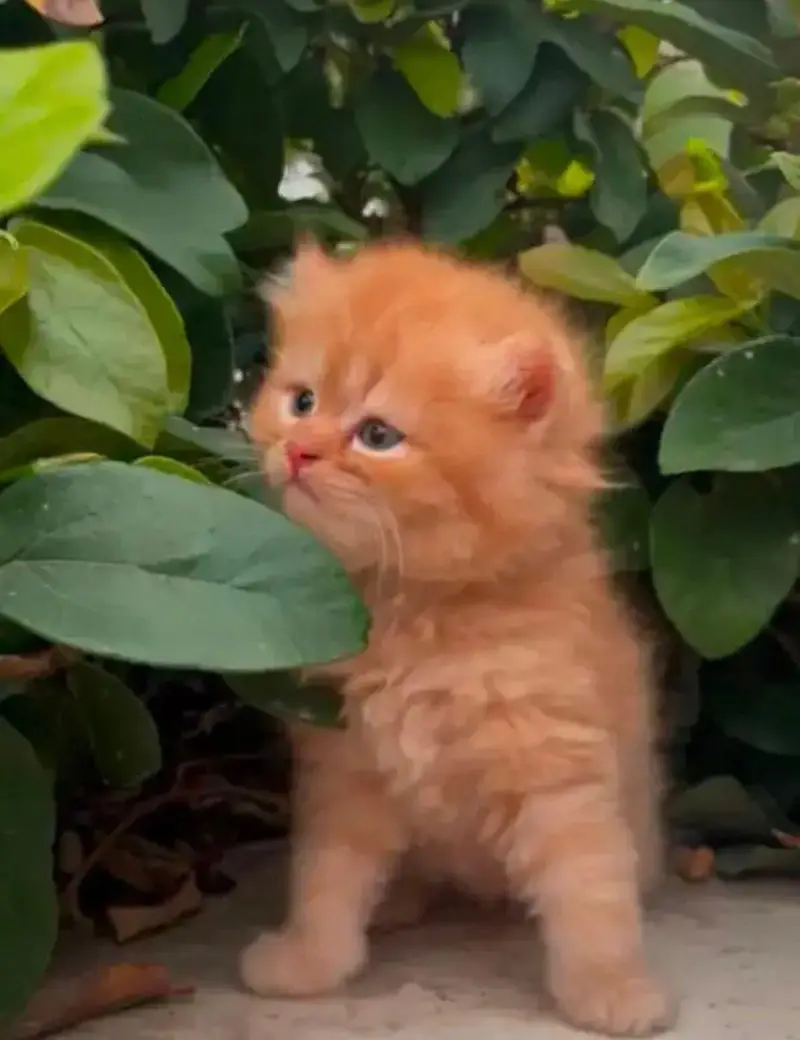 cash on delivery persion kitten cats — photo 7