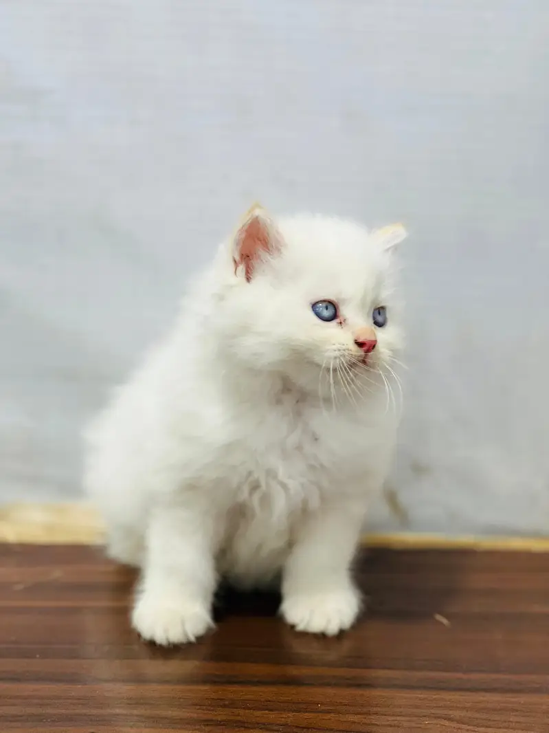 cash on delivery persion kitten cats — photo 9