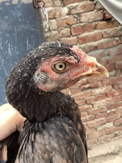 Aseel hen with four chicks