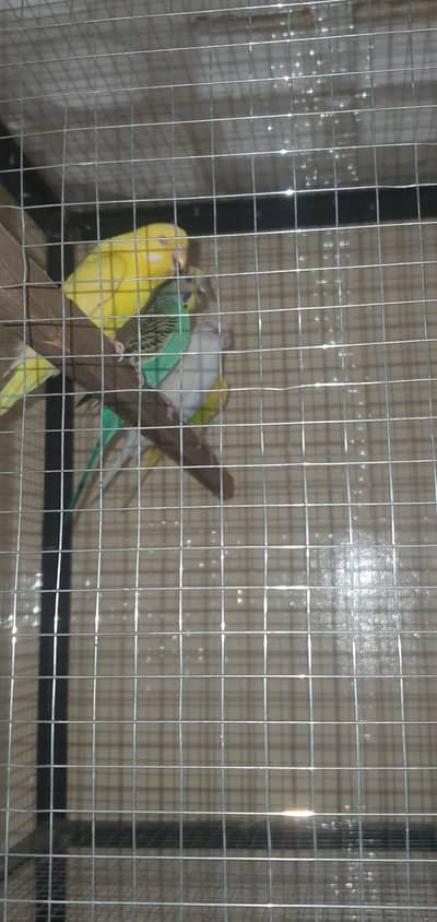 astralion parrot breeder pair for sale