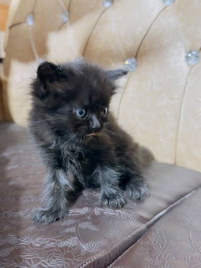 periosn black cat male