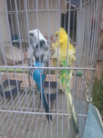 recessive paid hogoromo pair