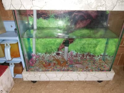 New Aquarium