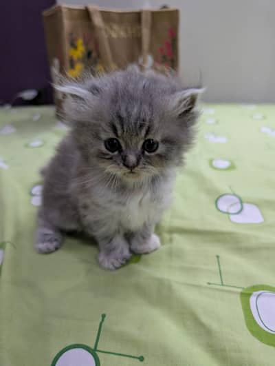 Gray Persian Kitten