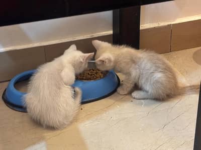 cat for adoption