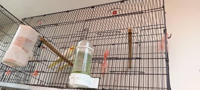 parrot